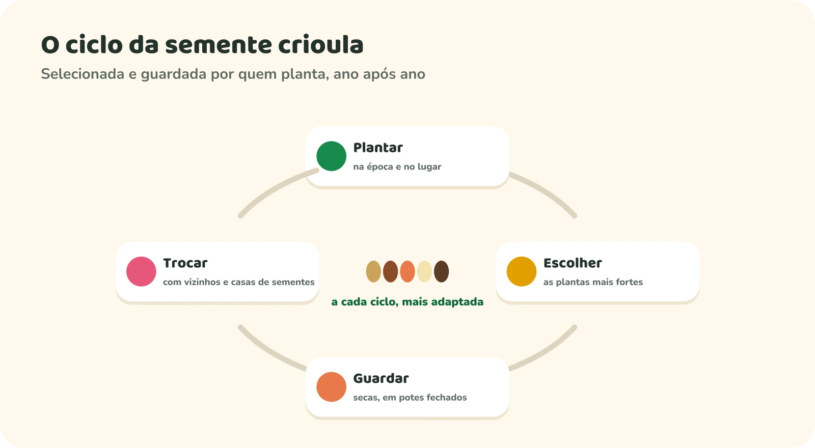 Ciclo da semente crioula: plantar na época e no lugar certos; escolher as plantas mais fortes; guardar as sementes secas em potes fechados; trocar com vizinhos e casas de sementes; a cada ciclo, a semente fica mais adaptada ao lugar.