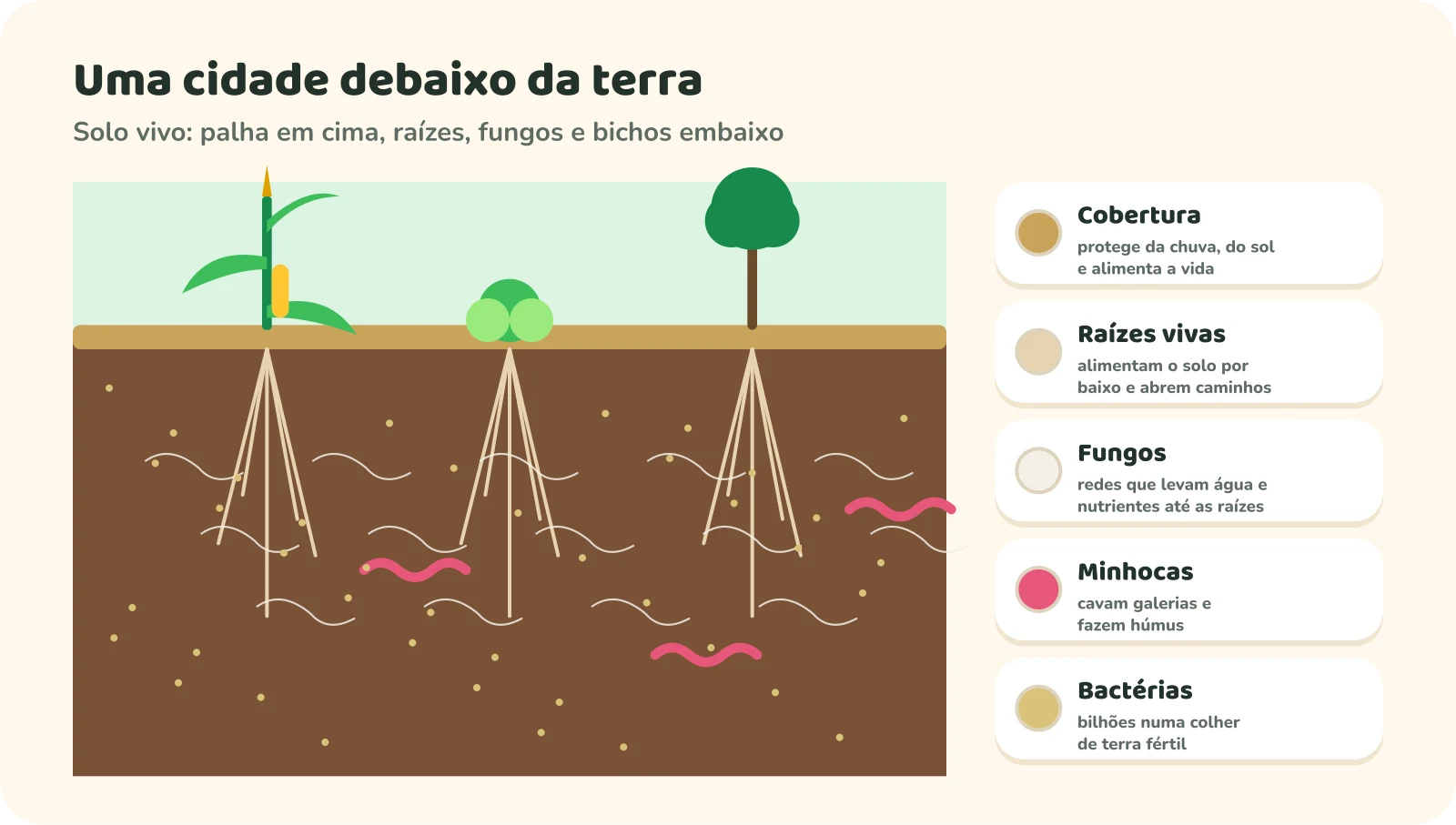 Corte de um solo vivo: na superfície, uma camada de palha e plantas como milho, hortaliças e uma árvore; embaixo, raízes profundas, redes de fungos, minhocas cavando galerias e bactérias espalhadas por toda a terra.