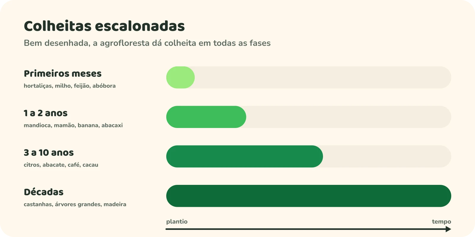 Linha do tempo das colheitas: nos primeiros meses, hortaliças, milho, feijão e abóbora; de 1 a 2 anos, mandioca, mamão, banana e abacaxi; de 3 a 10 anos, citros, abacate, café e cacau; ao longo de décadas, castanhas, árvores grandes e madeira.