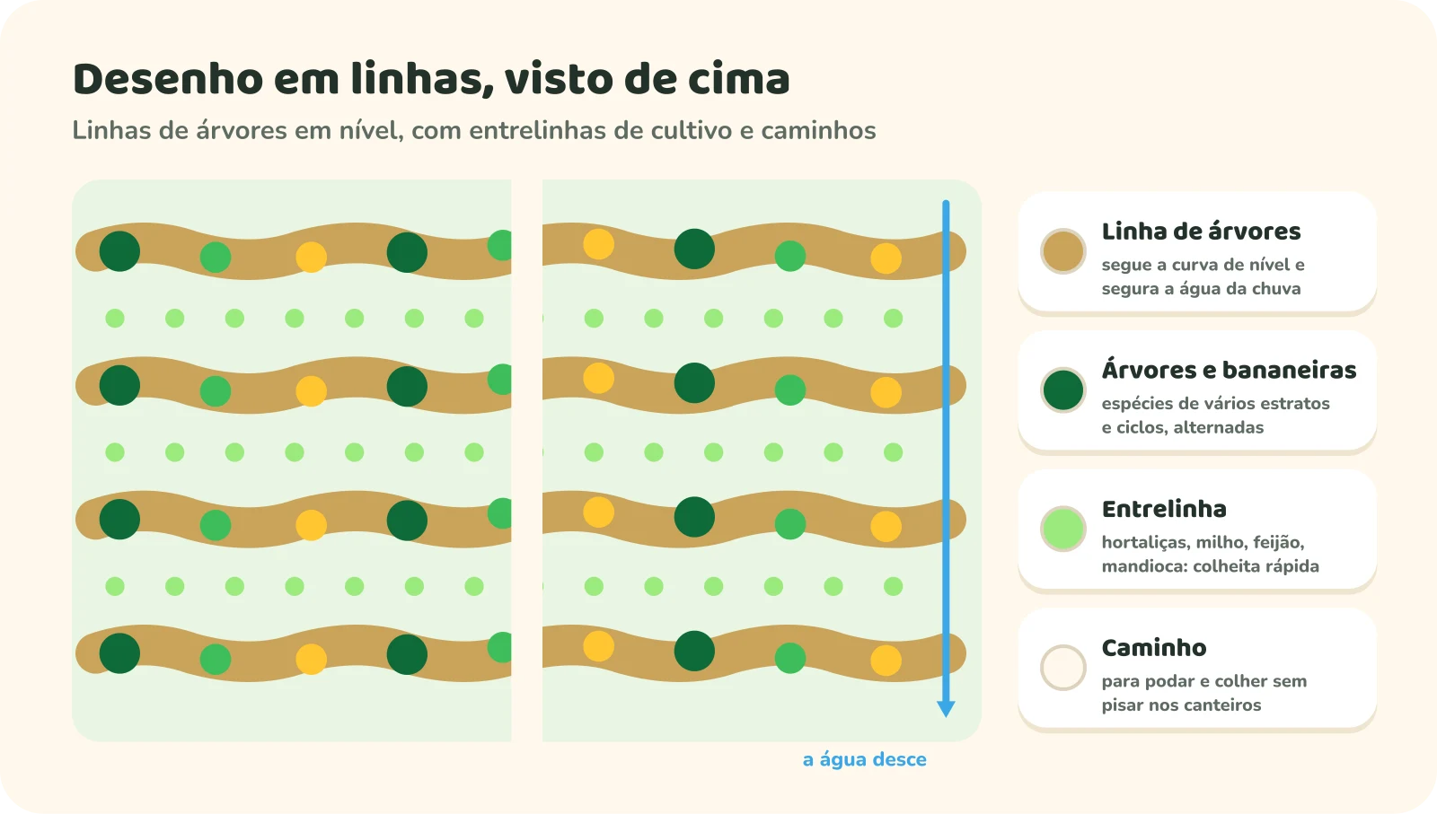 Planta baixa de uma agrofloresta: linhas de árvores onduladas seguindo a curva de nível, com árvores, bananeiras e frutíferas alternadas; entre elas, entrelinhas com hortaliças; um caminho atravessa as linhas; uma seta mostra a água descendo o terreno.