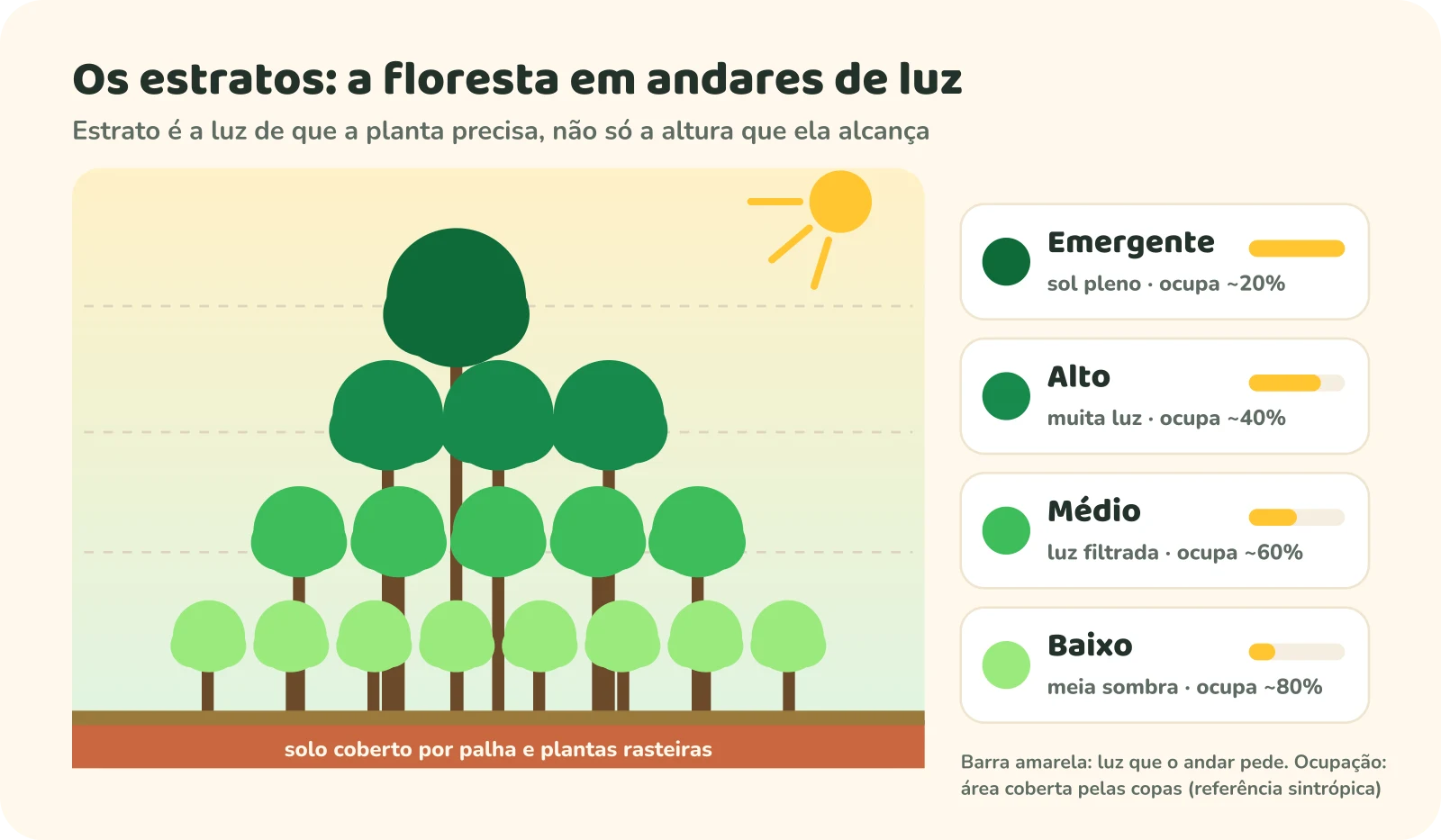 Diagrama dos estratos: emergente (sol pleno, ocupa cerca de 20% da área), alto (muita luz, cerca de 40%), médio (luz filtrada, cerca de 60%) e baixo (meia sombra, cerca de 80%).