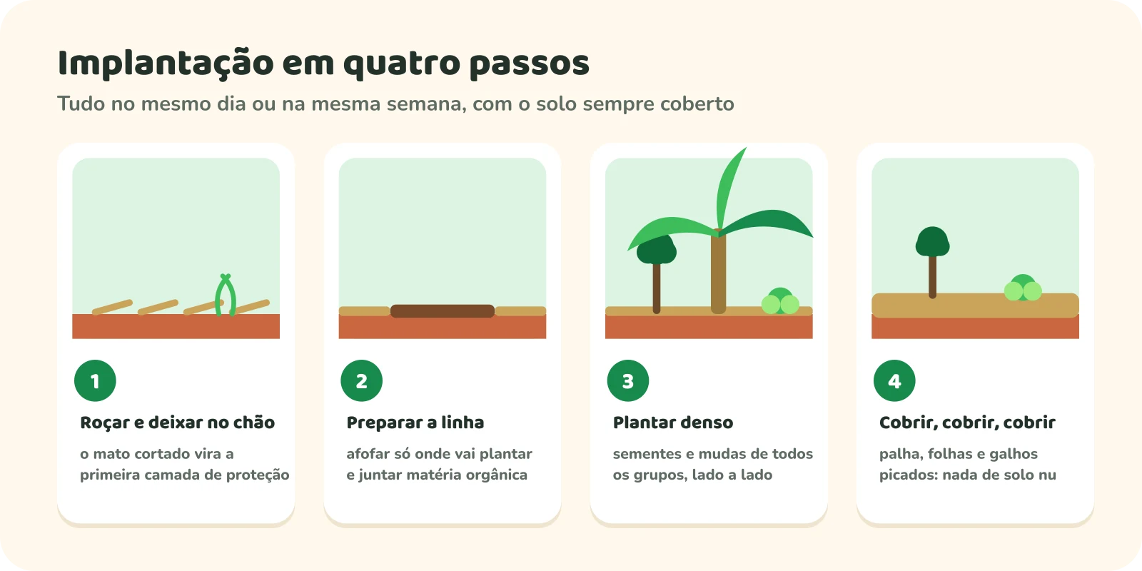 Quatro passos da implantação: 1, roçar e deixar o mato cortado no chão como primeira proteção; 2, preparar a linha, afofando só onde vai plantar e juntando matéria orgânica; 3, plantar denso, sementes e mudas de todos os grupos lado a lado; 4, cobrir com palha, folhas e galhos picados, sem deixar solo nu.