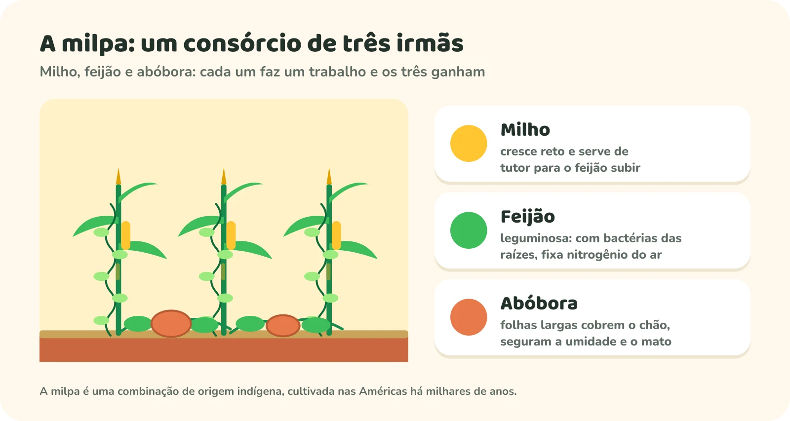 Ilustração da milpa: pés de milho com ramas de feijão subindo por eles e abóboras cobrindo o chão. O milho serve de tutor para o feijão, o feijão fixa nitrogênio do ar com bactérias das raízes, e a abóbora cobre o chão e segura a umidade.