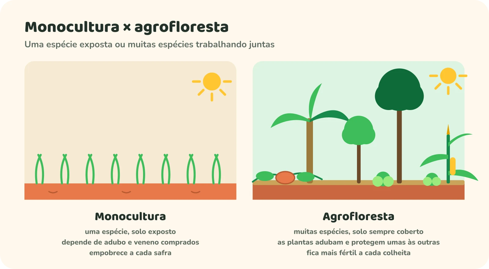 Comparação lado a lado: na monocultura, uma única espécie em fileiras sobre solo exposto, que depende de adubo e veneno e empobrece a cada safra; na agrofloresta, árvores, bananeira, milho, abóbora e hortaliças juntas sobre solo coberto, que fica mais fértil a cada colheita.