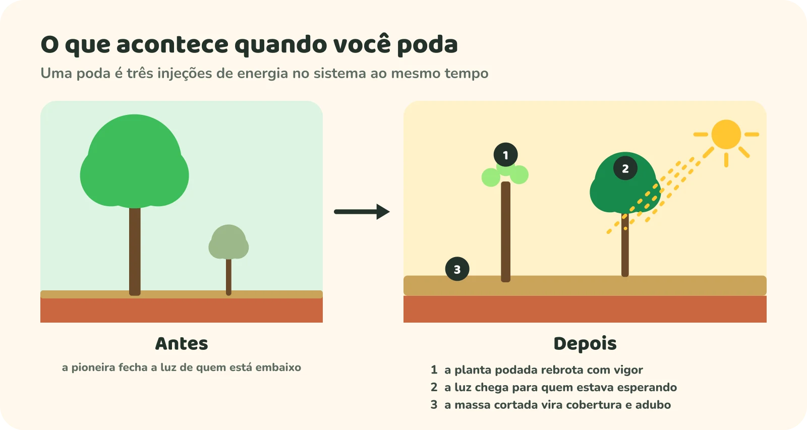 Antes e depois da poda. Antes: uma árvore pioneira grande fecha a luz de uma planta pequena embaixo. Depois: a pioneira podada rebrota (1), a luz do sol chega à planta de baixo, que cresce (2), e a massa cortada cobre o chão como palha e adubo (3).