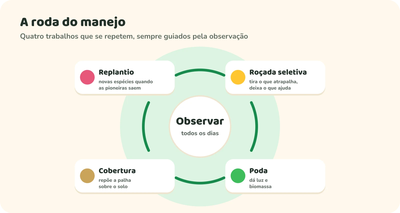 Roda do manejo: no centro, observar todos os dias; ao redor, quatro trabalhos que se repetem: roçada seletiva (tira o que atrapalha, deixa o que ajuda), poda (dá luz e biomassa), cobertura (repõe a palha sobre o solo) e replantio (novas espécies quando as pioneiras saem).