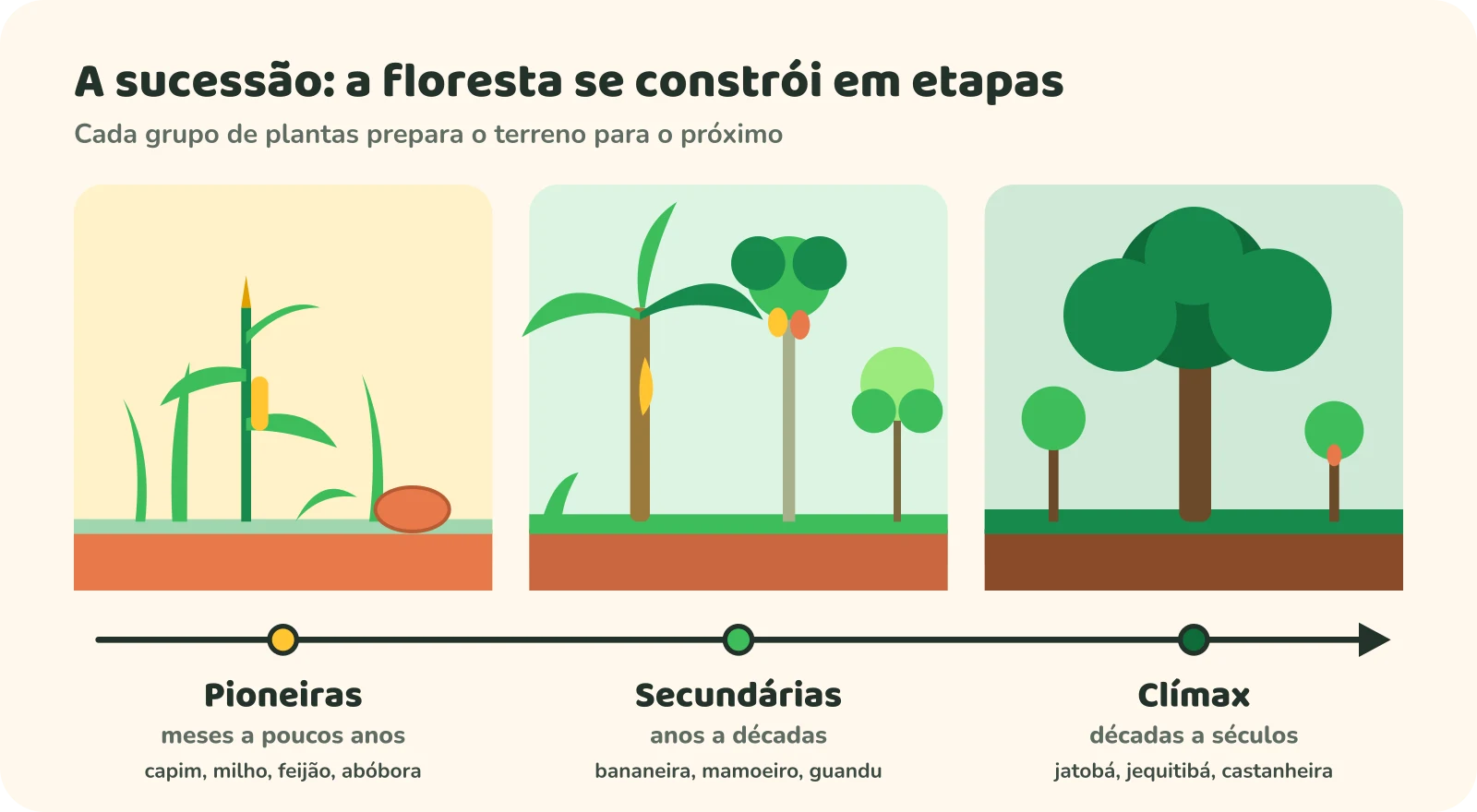 Diagrama da sucessão: pioneiras (capim, milho, feijão, abóbora) duram de meses a poucos anos; secundárias (bananeira, mamoeiro, guandu) de anos a décadas; clímax (jatobá, jequitibá, castanheira) de décadas a séculos.