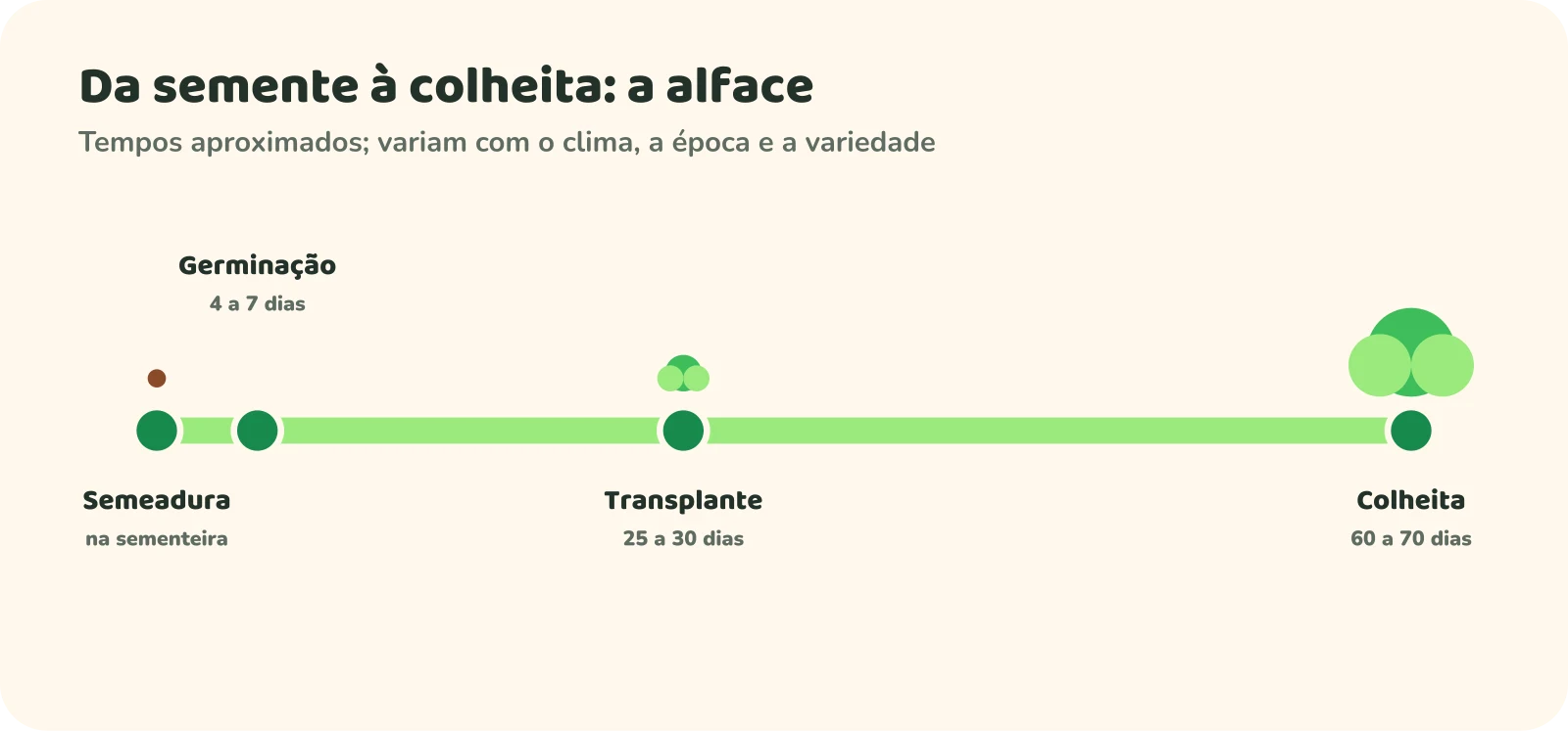 Linha do tempo da alface: semeadura na sementeira; germinação em 4 a 7 dias; transplante para o canteiro com 25 a 30 dias; colheita com 60 a 70 dias. Tempos aproximados, que variam com o clima, a época e a variedade.