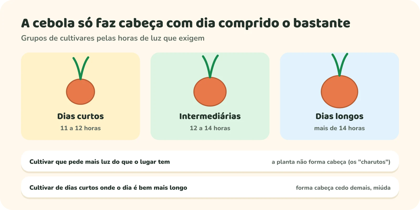 Três grupos de cultivares de cebola: dias curtos, de 11 a 12 horas de luz; intermediárias, de 12 a 14 horas; dias longos, mais de 14 horas. Abaixo, dois erros: cultivar que pede mais luz do que o lugar tem não forma cabeça (os charutos); cultivar de dias curtos onde o dia é bem mais longo forma cabeça cedo demais, miúda.