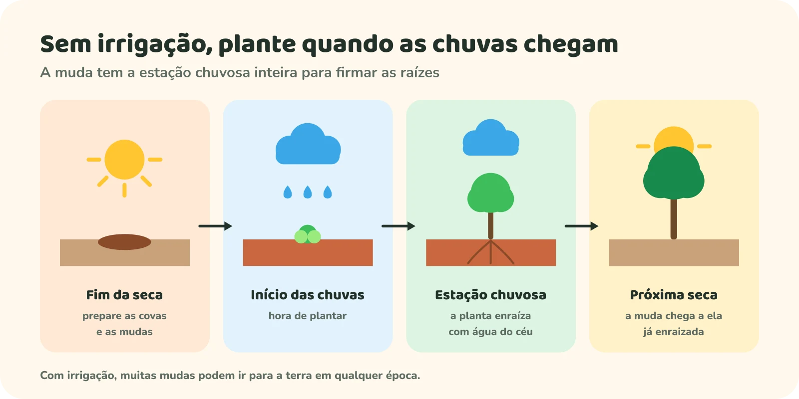 Quatro quadros em sequência. Fim da seca: prepare as covas e as mudas. Início das chuvas: hora de plantar. Estação chuvosa: a planta enraíza com água do céu. Próxima seca: a muda chega a ela já enraizada. Nota: com irrigação, muitas mudas podem ir para a terra em qualquer época.