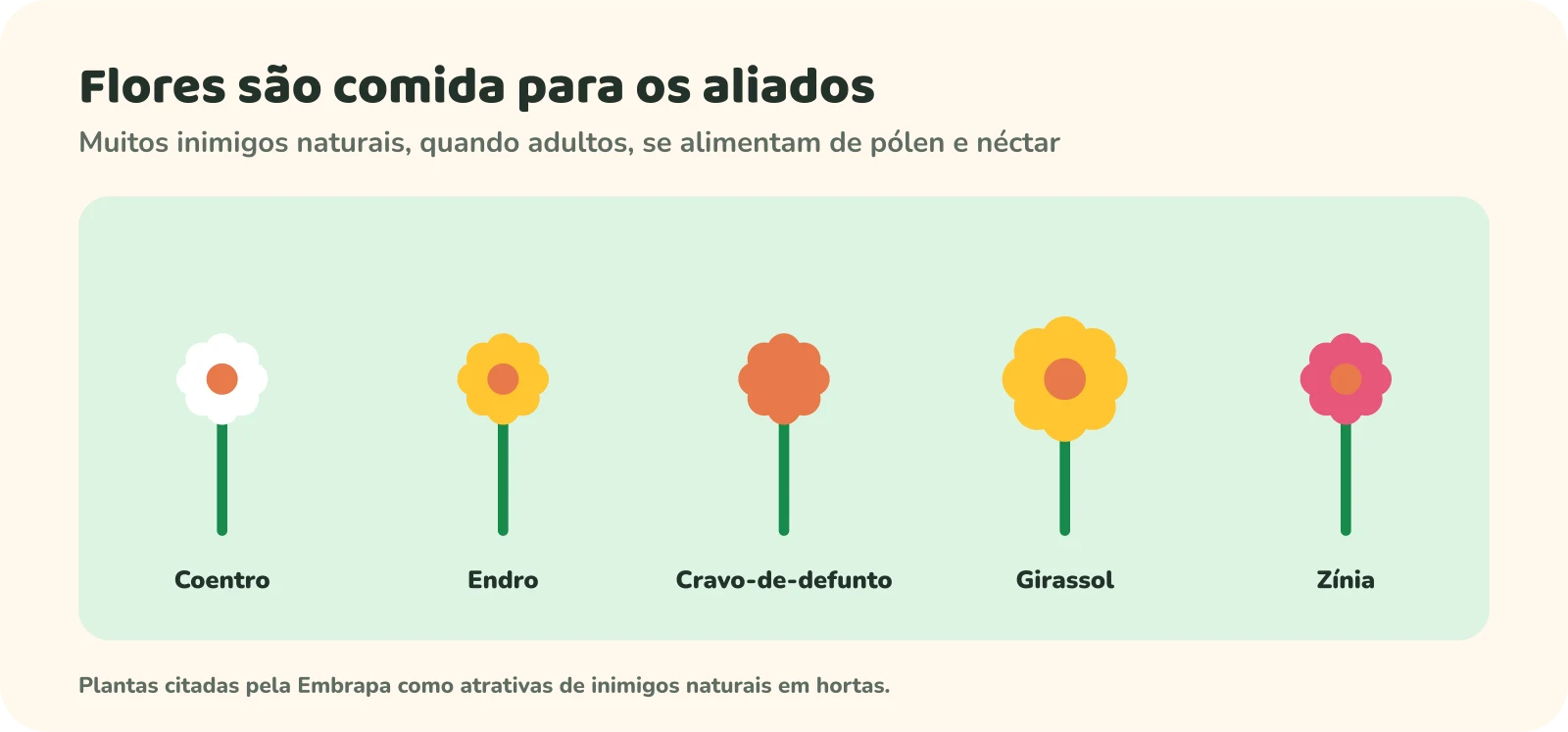 Cinco flores lado a lado: coentro, endro, cravo-de-defunto, girassol e zínia. Nota: plantas citadas pela Embrapa como atrativas de inimigos naturais em hortas.