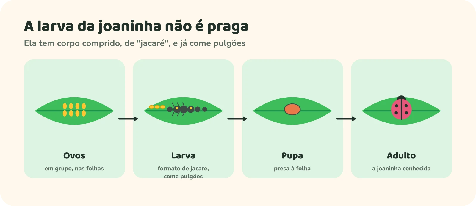 Ciclo de vida da joaninha em quatro quadros: ovos em grupo nas folhas; larva com formato de jacaré, que já come pulgões; pupa presa à folha; e adulto, a joaninha conhecida.