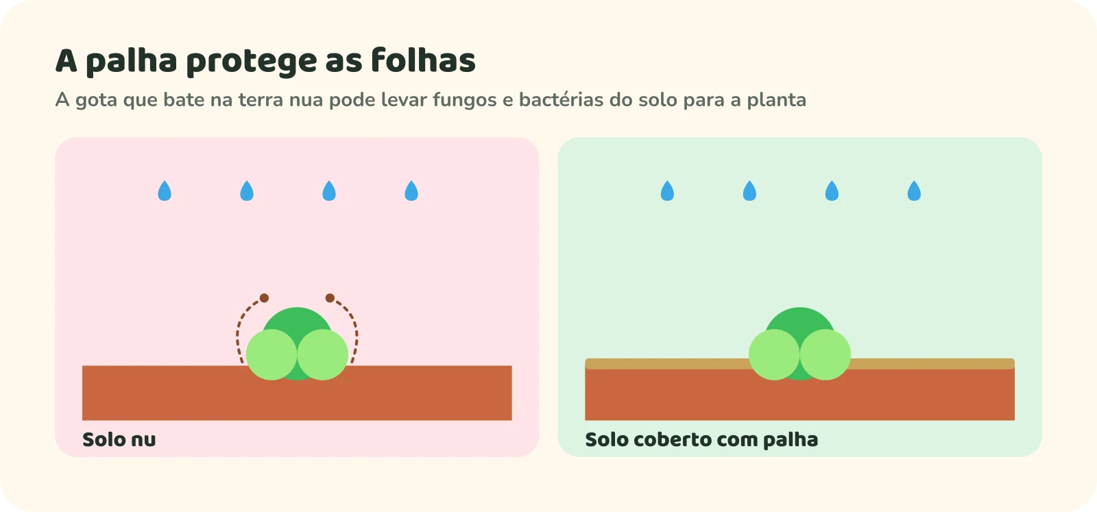 Dois painéis com uma hortaliça sob chuva. No solo nu, as gotas fazem a terra respingar nas folhas. No solo coberto com palha, não há respingos.