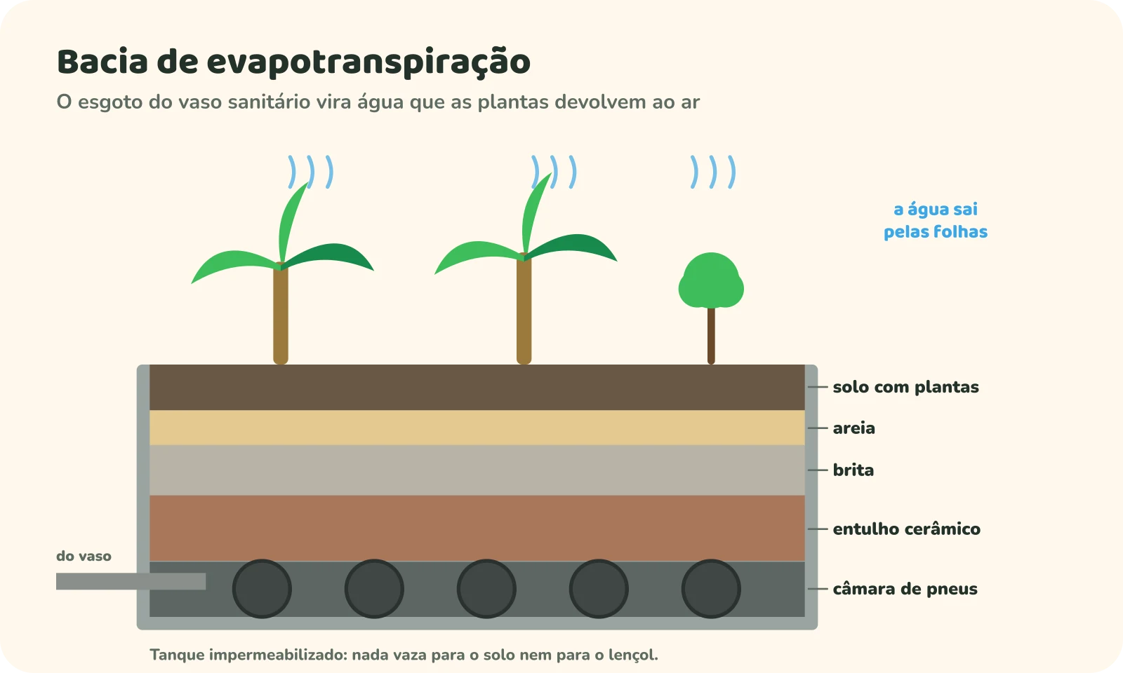 Corte de uma bacia de evapotranspiração: um tanque impermeabilizado recebe o esgoto do vaso numa câmara de pneus no fundo; acima vêm camadas de entulho cerâmico, brita, areia e solo; bananeiras e outras plantas no topo absorvem a água e a devolvem ao ar pelas folhas.