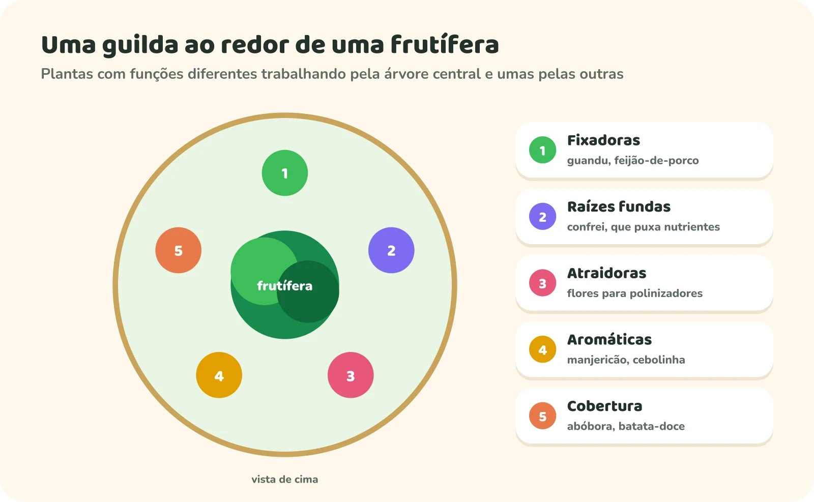 Vista de cima de uma guilda: uma árvore frutífera no centro, rodeada por cinco grupos de plantas: fixadoras (guandu, feijão-de-porco), raízes fundas (confrei), atraidoras (flores para polinizadores), aromáticas (manjericão, cebolinha) e cobertura (abóbora, batata-doce).