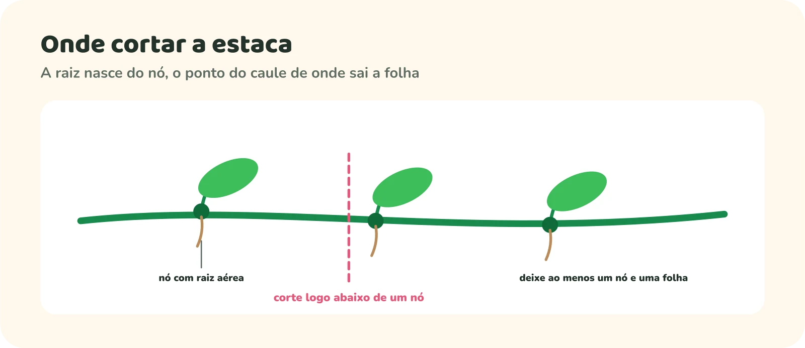 Um ramo de jiboia com três nós, cada um com uma folha e uma pequena raiz aérea. Uma linha tracejada mostra o corte logo abaixo de um nó. A orientação é deixar ao menos um nó e uma folha em cada estaca.