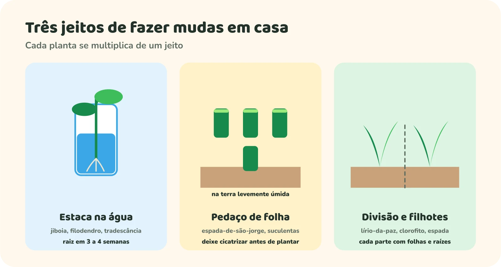 Três jeitos de fazer mudas em casa. Estaca na água, para jiboia, filodendro e tradescância, com raiz em 3 a 4 semanas. Pedaço de folha, para espada-de-são-jorge e suculentas, deixando cicatrizar antes de plantar na terra levemente úmida. Divisão e filhotes, para lírio-da-paz, clorofito e espada, com cada parte levando folhas e raízes.