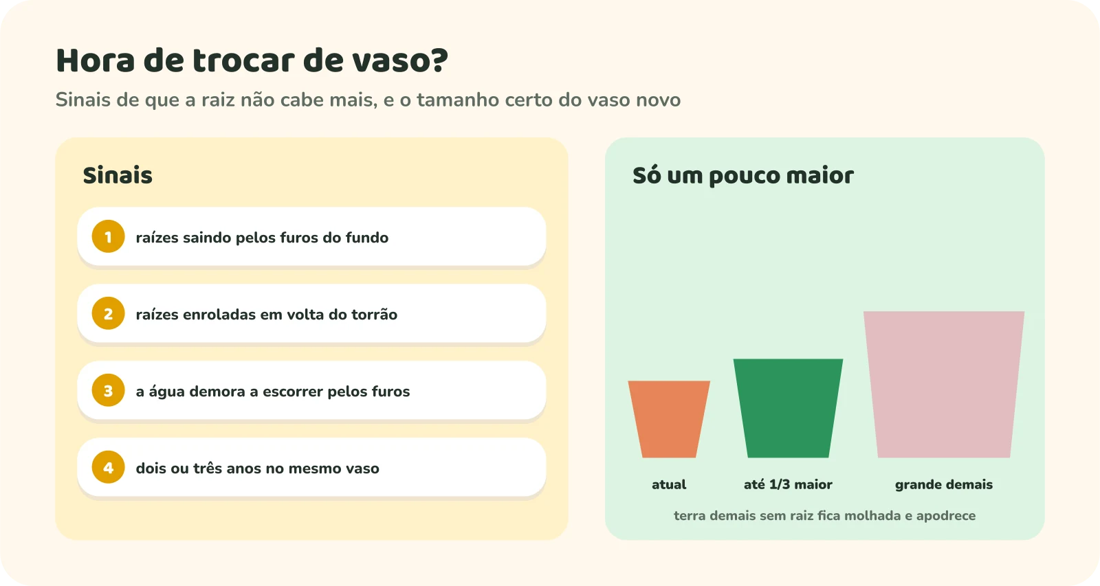 Sinais de que é hora de trocar de vaso: raízes saindo pelos furos do fundo, raízes enroladas em volta do torrão, água demorando a escorrer pelos furos e dois ou três anos no mesmo vaso. Ao lado, três vasos: o atual, um até um terço maior, marcado como certo, e um grande demais, marcado como errado, porque terra demais sem raiz fica molhada e apodrece.