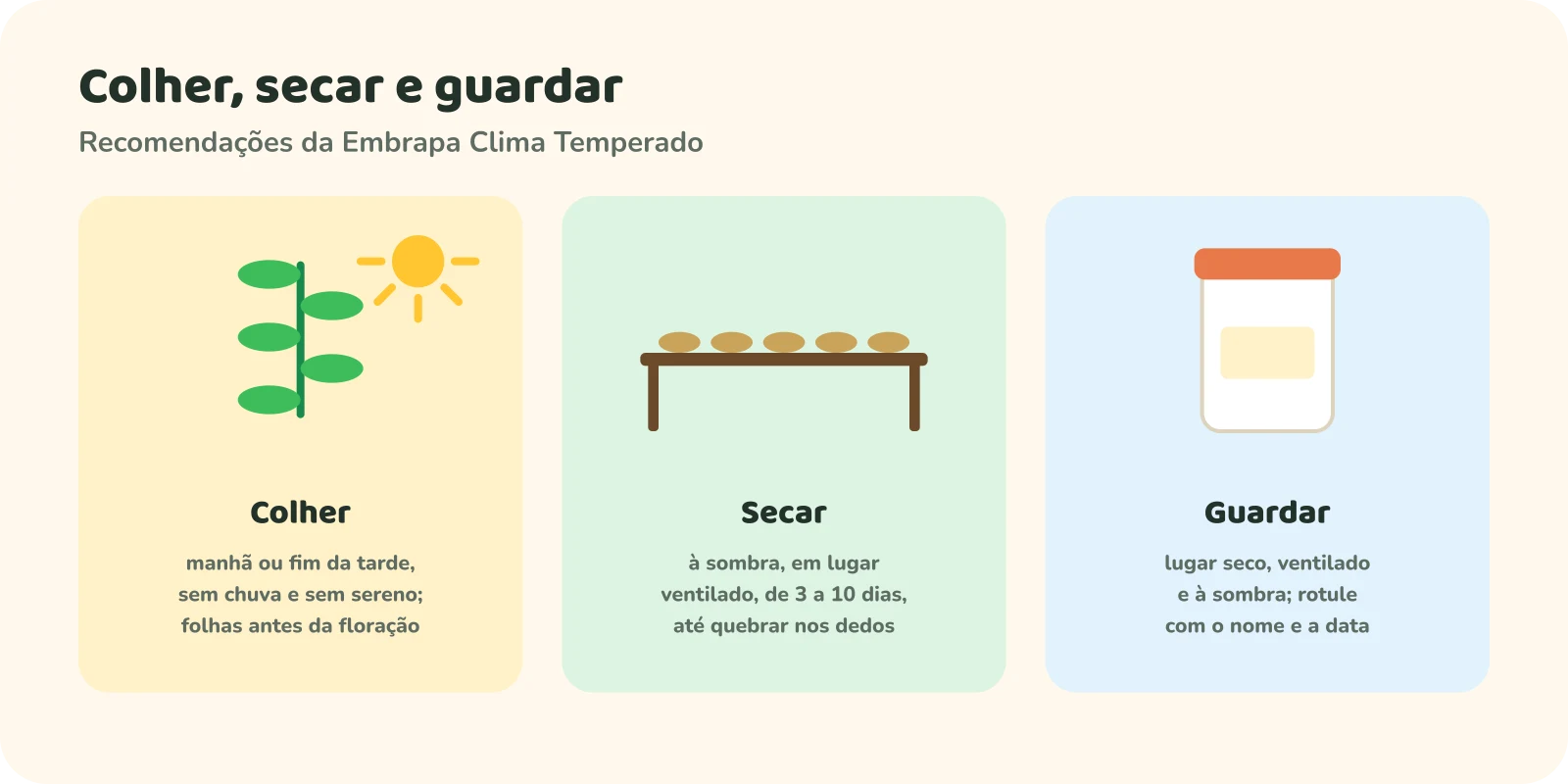 Três etapas. Colher: de manhã ou no fim da tarde, sem chuva e sem sereno; folhas antes da floração. Secar: à sombra, em lugar ventilado, de 3 a 10 dias, até quebrar nos dedos. Guardar: lugar seco, ventilado e à sombra; rotular com o nome e a data.