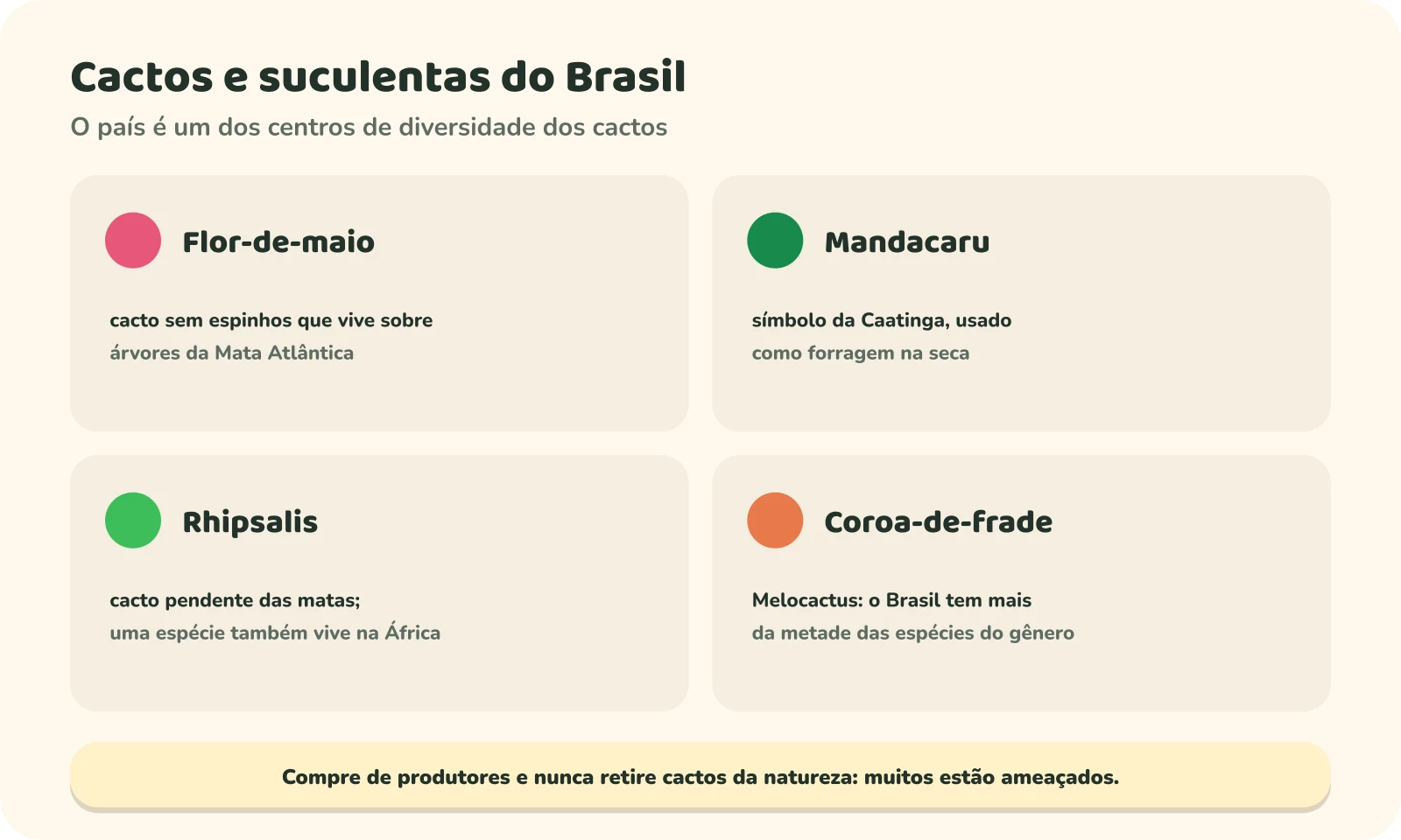 Quatro cactos brasileiros. Flor-de-maio: cacto sem espinhos que vive sobre árvores da Mata Atlântica. Mandacaru: símbolo da Caatinga, usado como forragem na seca. Rhipsalis: cacto pendente das matas, com uma espécie que também vive na África. Coroa-de-frade, ou Melocactus: o Brasil tem mais da metade das espécies do gênero. Um aviso pede para comprar de produtores e nunca retirar cactos da natureza, porque muitos estão ameaçados.