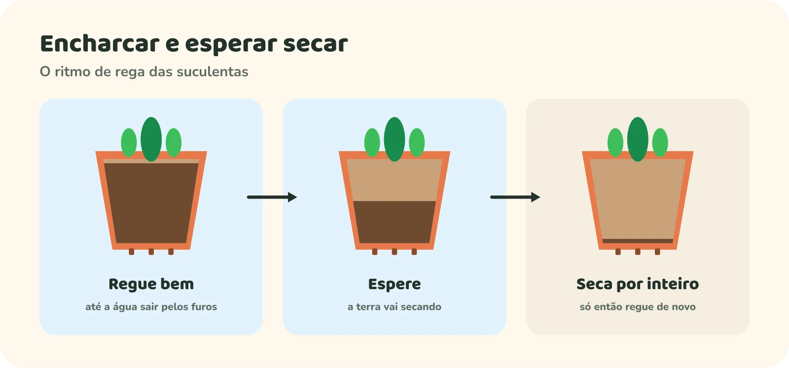 Três vasos com suculentas mostrando o ciclo de rega. Regue bem, até a água sair pelos furos. Espere, enquanto a terra vai secando. Seca por inteiro: só então regue de novo.