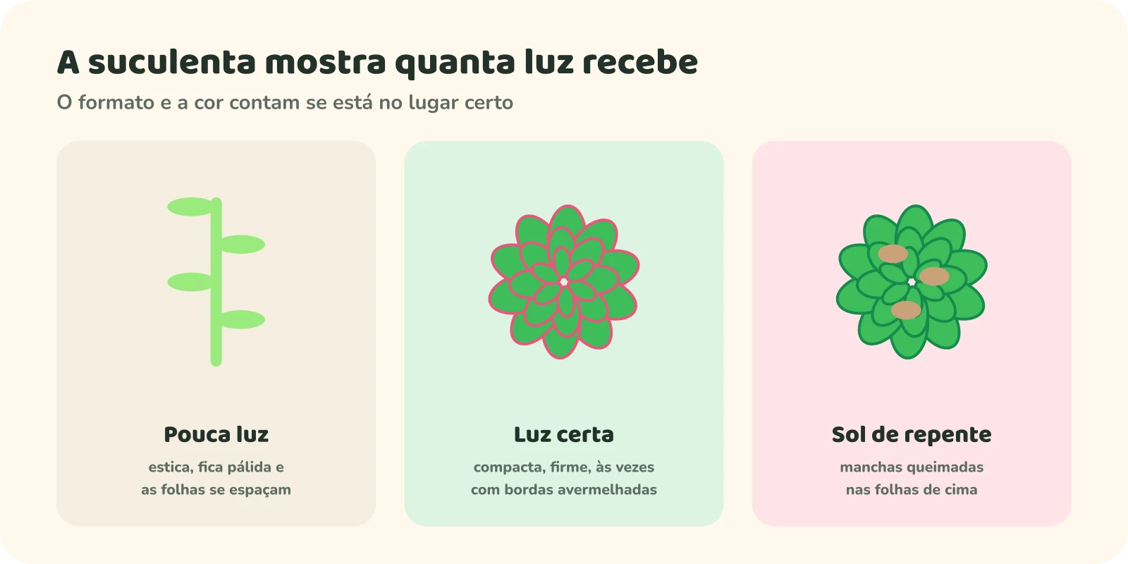 Três suculentas. Com pouca luz: esticada, pálida, com as folhas espaçadas. Com luz certa: compacta, firme, às vezes com bordas avermelhadas. Com sol de repente: manchas queimadas nas folhas de cima.
