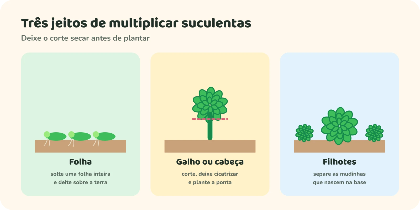 Três jeitos de multiplicar suculentas. Folha: solte uma folha inteira e deite sobre a terra; dela saem raízes e uma mudinha. Galho ou cabeça: corte, deixe cicatrizar e plante a ponta. Filhotes: separe as mudinhas que nascem na base da planta.