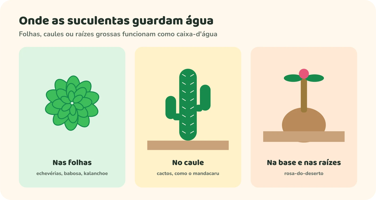 Três painéis mostrando onde as suculentas guardam água: nas folhas, como as echevérias, a babosa e o kalanchoe; no caule, como os cactos, entre eles o mandacaru; e na base e nas raízes, como a rosa-do-deserto.