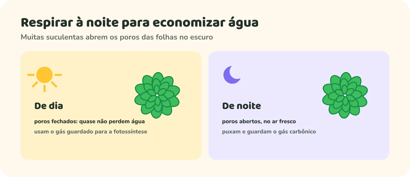 Dois painéis. De dia: poros fechados, a suculenta quase não perde água e usa o gás guardado para a fotossíntese. De noite: poros abertos no ar fresco, a planta puxa e guarda o gás carbônico.